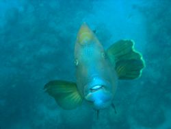 Frank-the Giant Wrassie taken at Hastings reef, Great Bar... by Tim Clark 